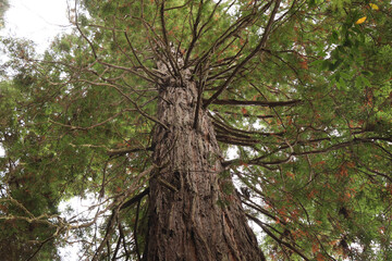 Looking Up at Redwood Tree