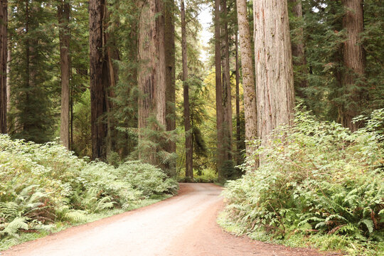 Howland Hill Road Redwoods National and State Parks
