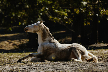 Obraz na płótnie Canvas Dirty white horse after rolling in Texas farm field.