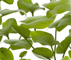 fondo de hojas verdes infinito