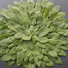 Fototapeta premium Spinach 
