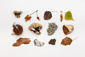 Autumn nature flat lay with polypore mushrooms,  branches tree, yellow fallen leaves, moss, bark on...