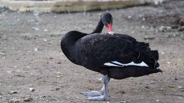 Pair of black swan (Cygnus atratus) standing isolated and inspecting their wings