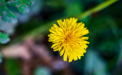 Yellow flower of Taraxacum palustre plant with blurred background
