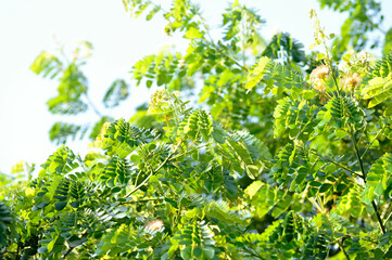 Rain tree or Samanea saman, LEGUMINOSAE MIMOSOIDEAE