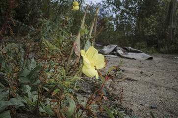 Nature reclaiming derelict industrial site