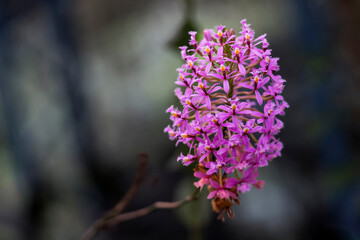 close up of Purple Orchids (Epidendrum secundum)