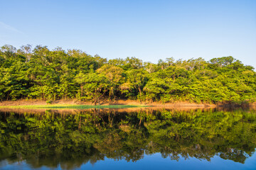 View of the beautiful Amazon rainforest and it's reflection at the river - Careiro, Amazonas, Brazil