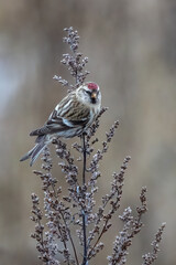 Cute bird redpoll sitting on a plant