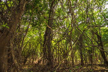 Fototapeta premium View of some trees at the amazon rainforest surrounded by many vines - Careiro, Amazonas, Brazil