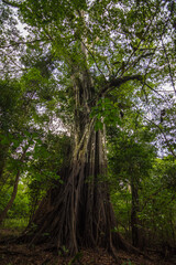 View of a Sumauma tree at the amazon rainforest and a black mark of the river floods - Careiro, Amazonas, Brazil