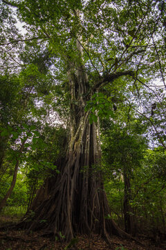 View of a Sumauma tree at the amazon rainforest and a black mark of the river floods - Careiro, Amazonas, Brazil