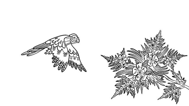 Animation hand drawn frame-by-frame in black color contour of a parrot in flight over a flower on a white isolated background, on a background for a chromakey. High quality FullHD footage