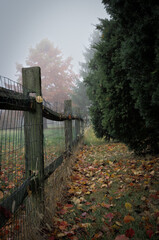An old split-rail and wire fence lines an autumn leaf covered  path on the edge of  a tree stand.