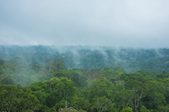 View of a quickly evaporation of water in the amazon forest, after a rainstorm, a phenomenon known as flying river - Manaus, Amazonas, Brazil
