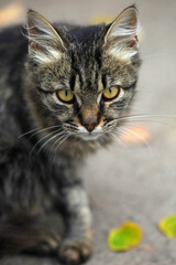 Obraz premium Portrait of cute wild grey cat