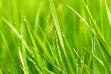 Obraz na płótnie Canvas Green grass in the morning.