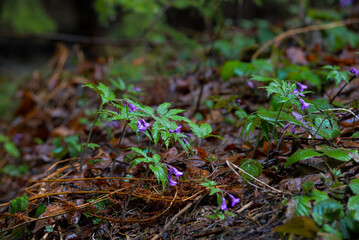 First spring flowers.