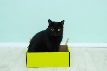 Black cat sitting in yellow cardboard box on the floor of the room.
