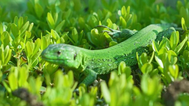 a small green lizard on green bushes. lizards catch beetles, butterflies and other crop pests, feed on bears, which helps gardeners and farmers.