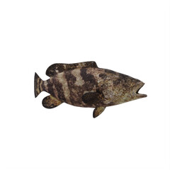 Atlantic goliath grouper isolated