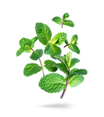 Fresh mint leaves in the air close-up isolated on a white background © Krafla