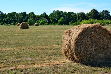 rolled haystack isolated on agricultural field with forest on background