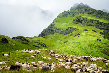 Fototapeta na wymiar Herd of Mountain Sheep and Lamb at Shrikhand mahadev Yatra trail , Kullu. Himachal Pradesh India.