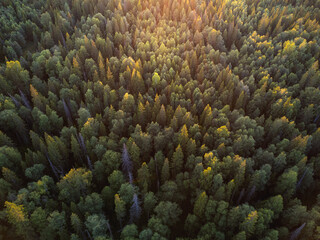 Aerial view of the forest beautifully lightened by the setting sun