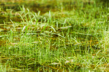 A very beautiful marsh lake covered with bright green grass in the warm summer morning.