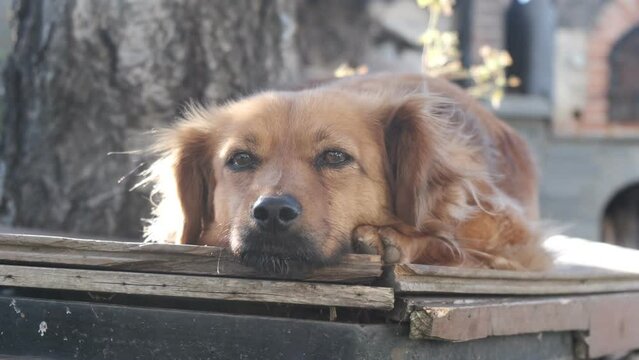 Perro marrón al sol en primavera tumbado en un banco