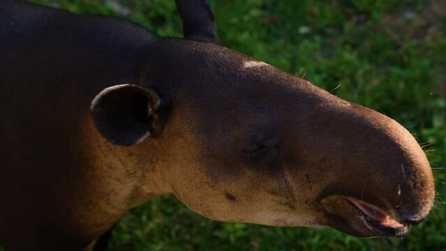 Tapir chewing grass and basks in the sun. Tapirus is a genus of tapir which contains the three living American tapir species.
