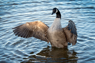 Sunlight catches the wing