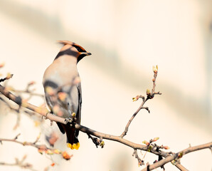waxwing perched in tree on sunny winter day