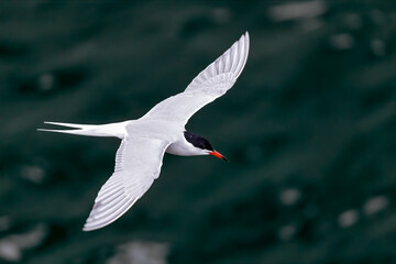 Common tern flying over water