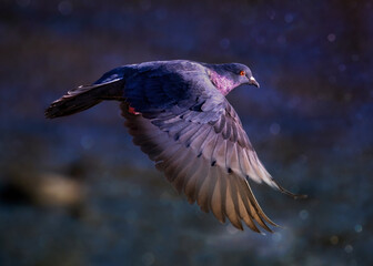 City pigeon in flight on a winter day
