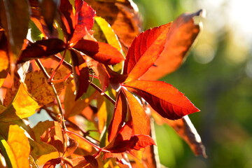 Fototapeta premium Herbstfarben - Red