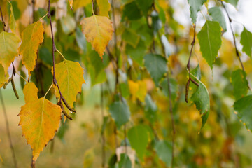autumn leaves in the forest