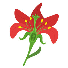 Parts of a flower and their functions.