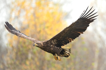 Majestic predator White-tailed eagle, Haliaeetus albicilla in Poland wild nature