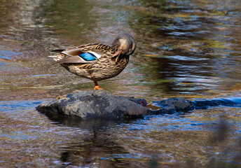 Female Mallard Duck Preening on Rock in Stream