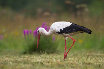 Bird White Stork Ciconia ciconia hunting time summer in Poland Europe	