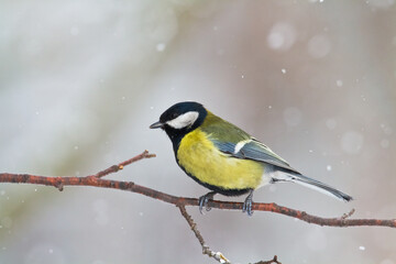 Colorful great tit ( Parus major ) perched on a tree trunk, photographed in horizontal, amazing background	