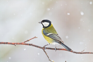 Colorful great tit ( Parus major ) perched on a tree trunk, photographed in horizontal, amazing background	
