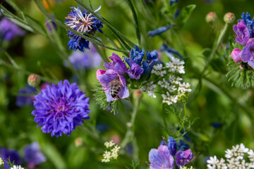 bumblebee collecting nectar from pretty blue and pink flowers of Viper's Bugloss Echium Vulgare