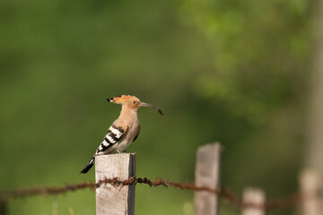 Bird Hoopoe Upupa epops, summer time in Poland Europe	