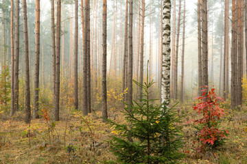 Misty autumn forest. autumn in misty forest. Morning fog in autumn forest Poland Europe, Knyszyn Primeval Forest, birch trees, spruce trees, pine trees