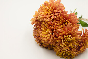 red and yellow chrysanthemum