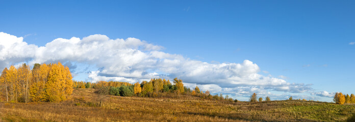 panorama october landscape - autumn sunny day, beautiful trees with colorful yellow leaves, Poland, Europe, Podlasie, forest near the meadow