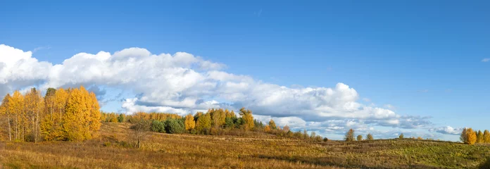 Küchenrückwand glas motiv panorama october landscape - autumn sunny day, beautiful trees with colorful yellow leaves, Poland, Europe, Podlasie, forest near the meadow © Marcin Perkowski